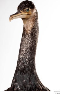  Double-crested cormorant Phalacrocorax auritus head neck 0003.jpg